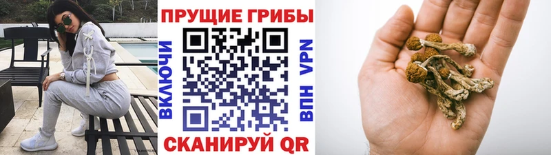Псилоцибиновые грибы Cubensis  Купить где  Ногинск 